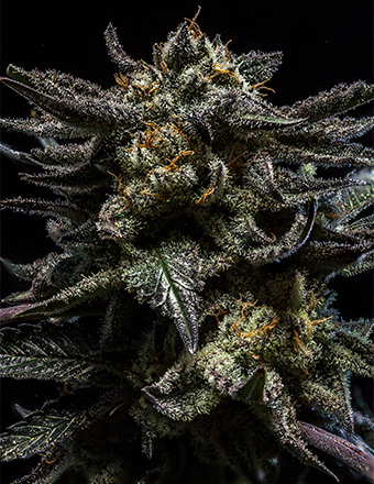 Zombie Kush Feminizada