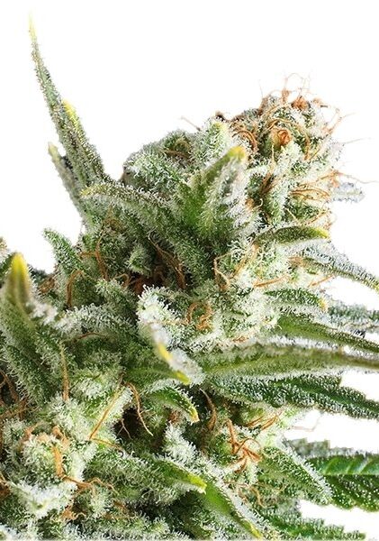 WIDONESIA “White Widow X Amnesia Haze”