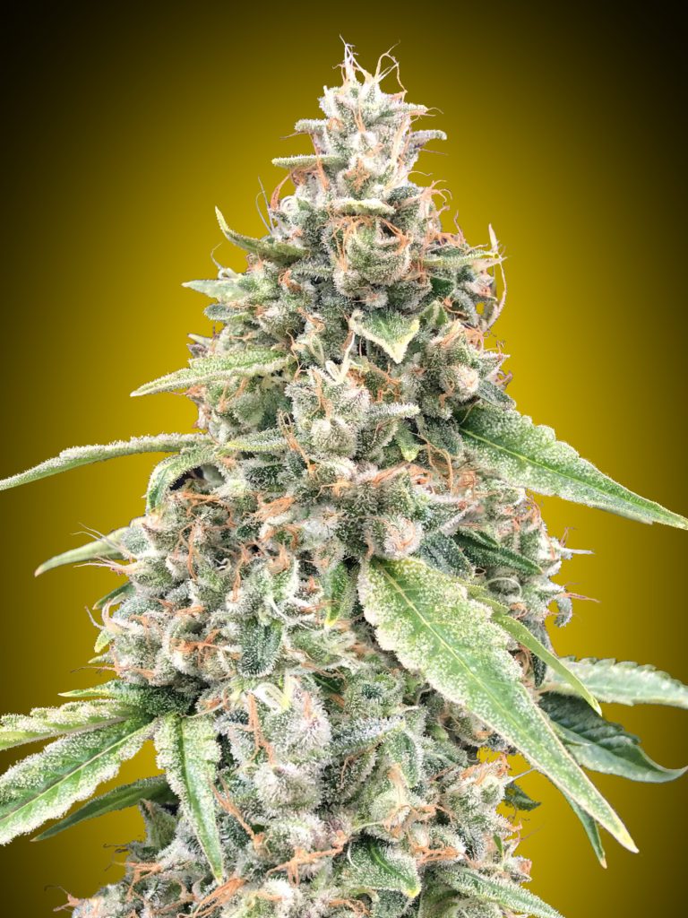 Lemon OG Auto – 00 Seeds 