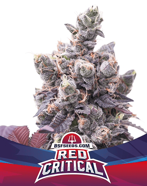 Red Critical Auto – BSF