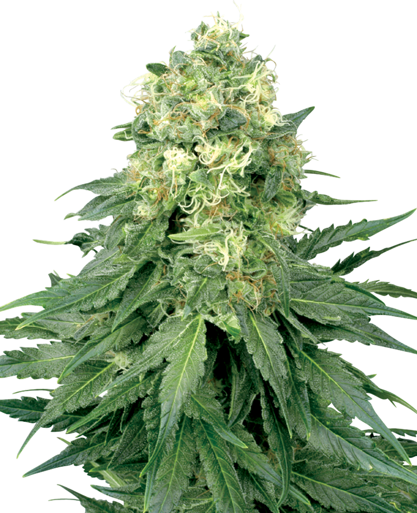 WHITE WIDOW – FOT.FEMINIZADA – SANTA SEMENTE BR