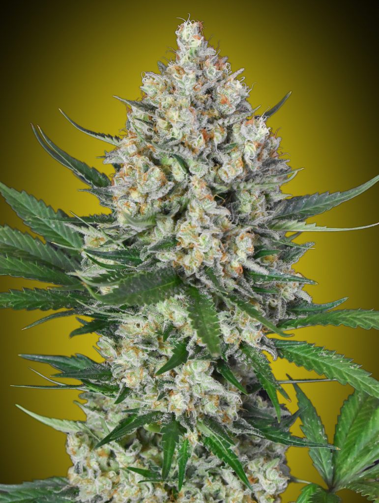 Lemon OG Fotoperíodo – 00 Seeds