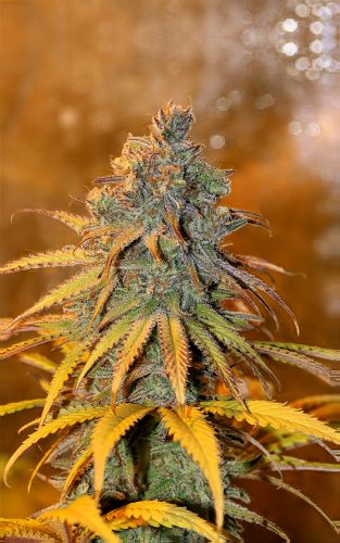 Critical Purple Kush Feminised – Seedsman