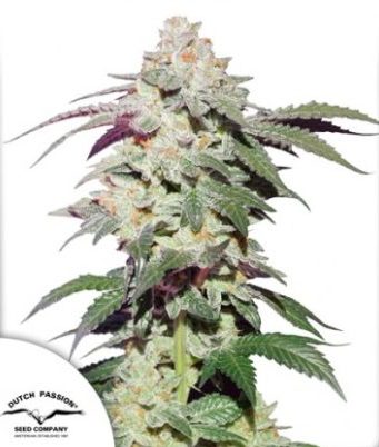 Skywalker Haze® – Dutch Passion – Fot.Feminizada